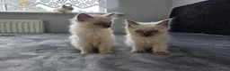Ragdoll cats for sale: Purebred Ragdoll Kittens, Ready to Go - Advert 7