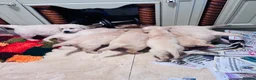 Golden Retriever dogs for sale: Golden retriever puppies - Advert 22