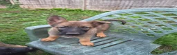 German Shepherd dogs for sale: DDR German Shepherds  - Advert 20