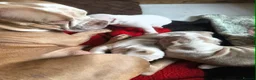 American Bully dogs for sale: American Bully Standard  - Advert 1