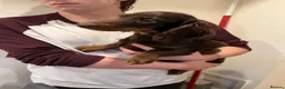 Miniature Dachshund dogs for sale: kc mini dachshund pups READY NOW - Advert 7