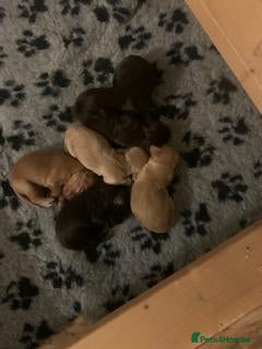 Cocker Spaniel dogs KC registered Working Cocker Spaniel Puppies - Advert 2