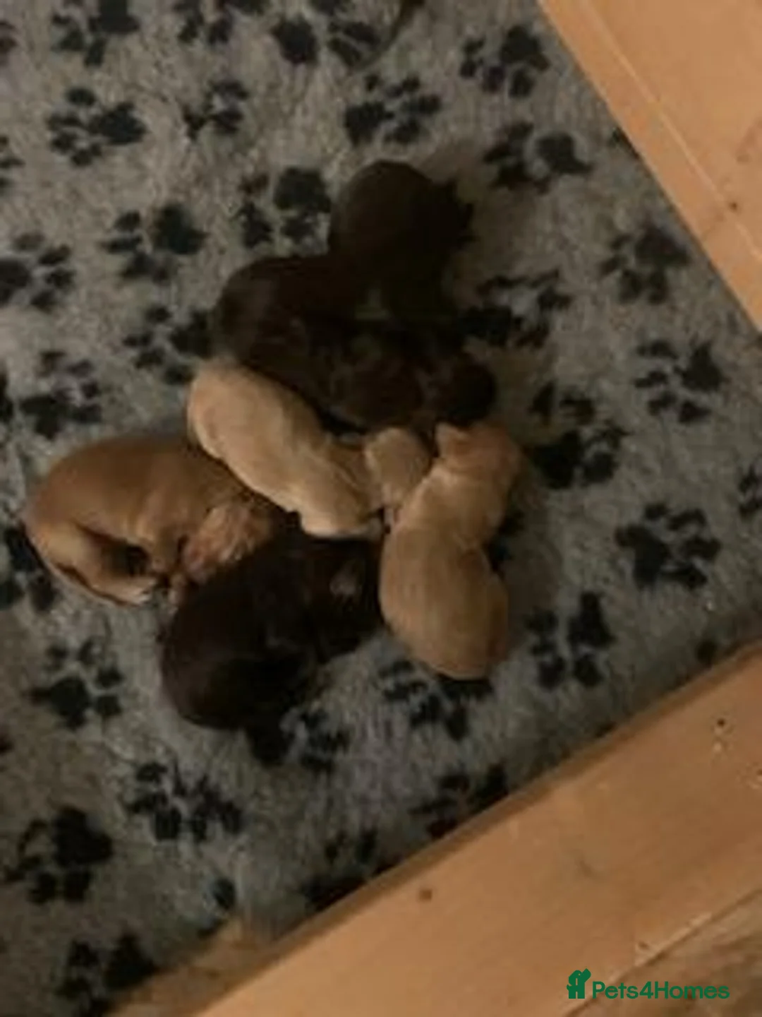Cocker Spaniel dogs for sale: KC registered Working Cocker Spaniel Puppies - Advert 1