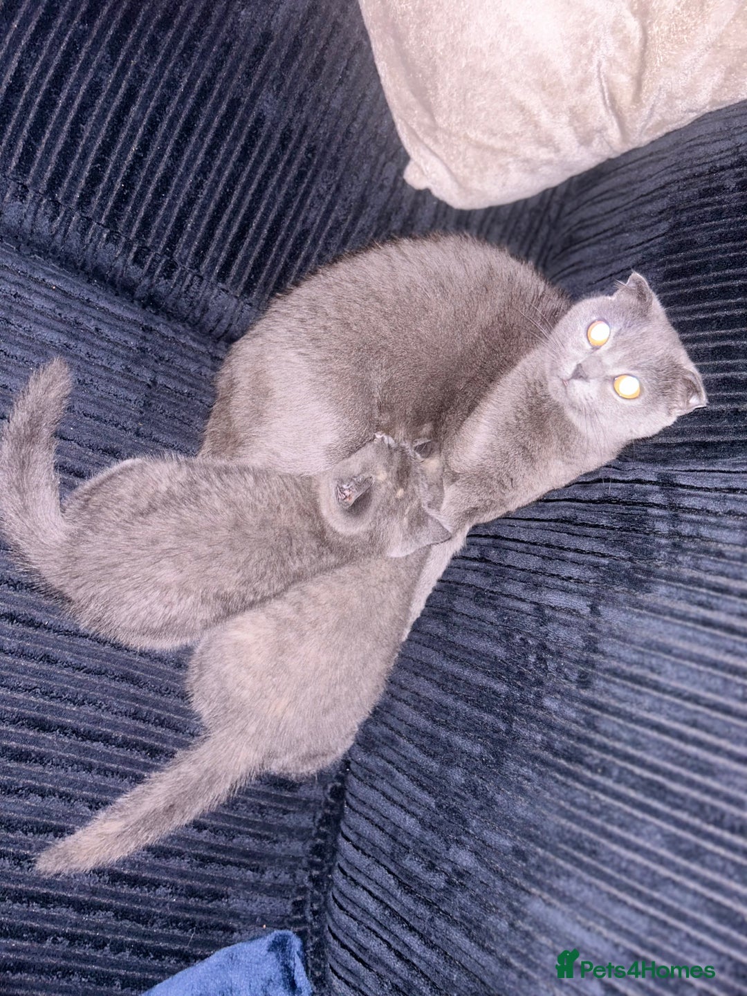 Scottish Fold cats for sale: Scottish Fold/BSH Mixed Kittens - Image 6