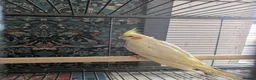 Cockatiels birds for sale: Lutino cockatiel hand reared baby tamed in Bradford - Advert 7