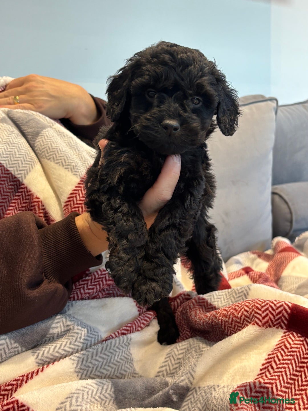 Cockapoo dogs for sale: F1 cockapoos - Advert 1