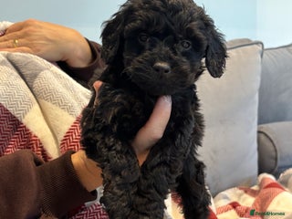 Cockapoo dogs F1 cockapoos - Advert 1