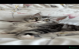 Maine Coon cats for sale: Maine Coon Kitten - Male - Image 11