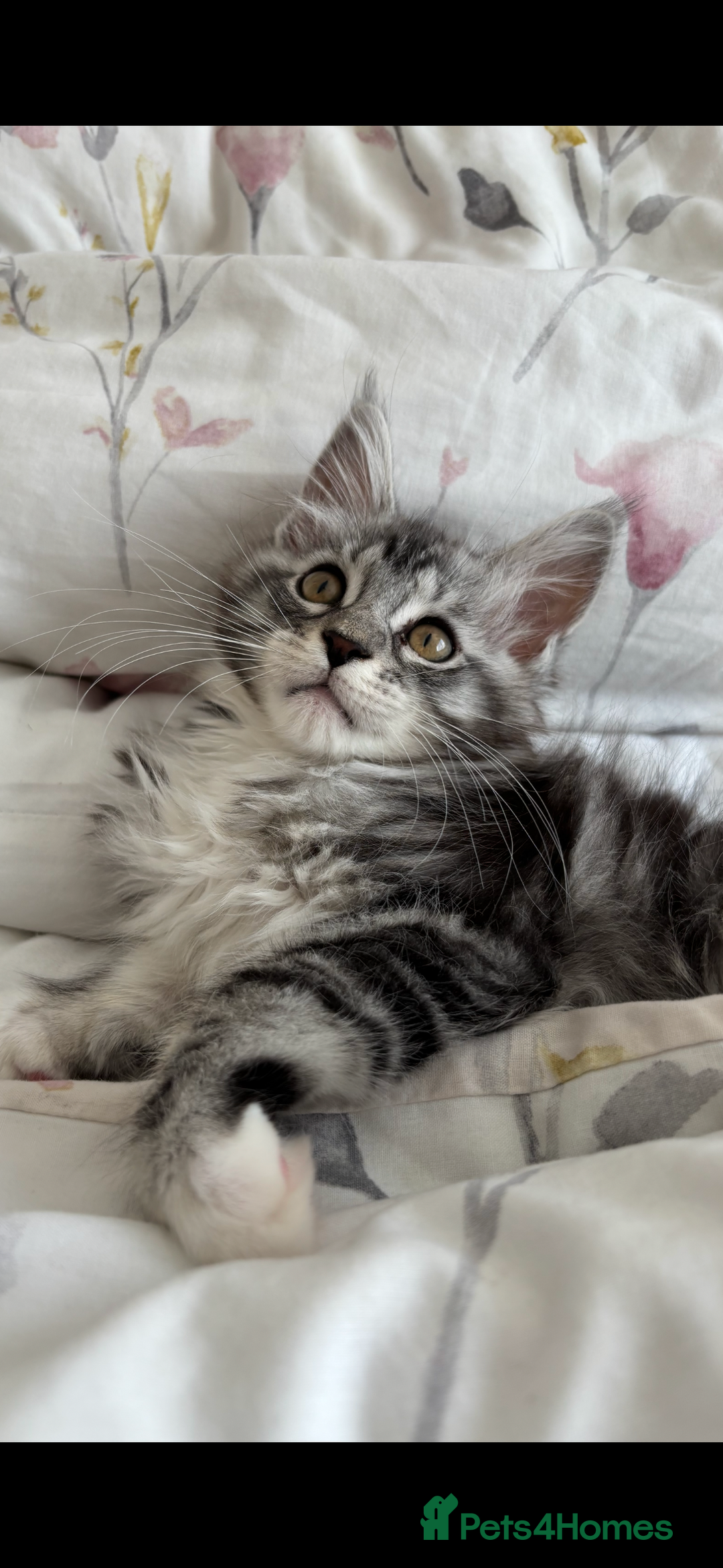 Maine Coon cats for sale: Maine Coon Kitten - Male - Image 11
