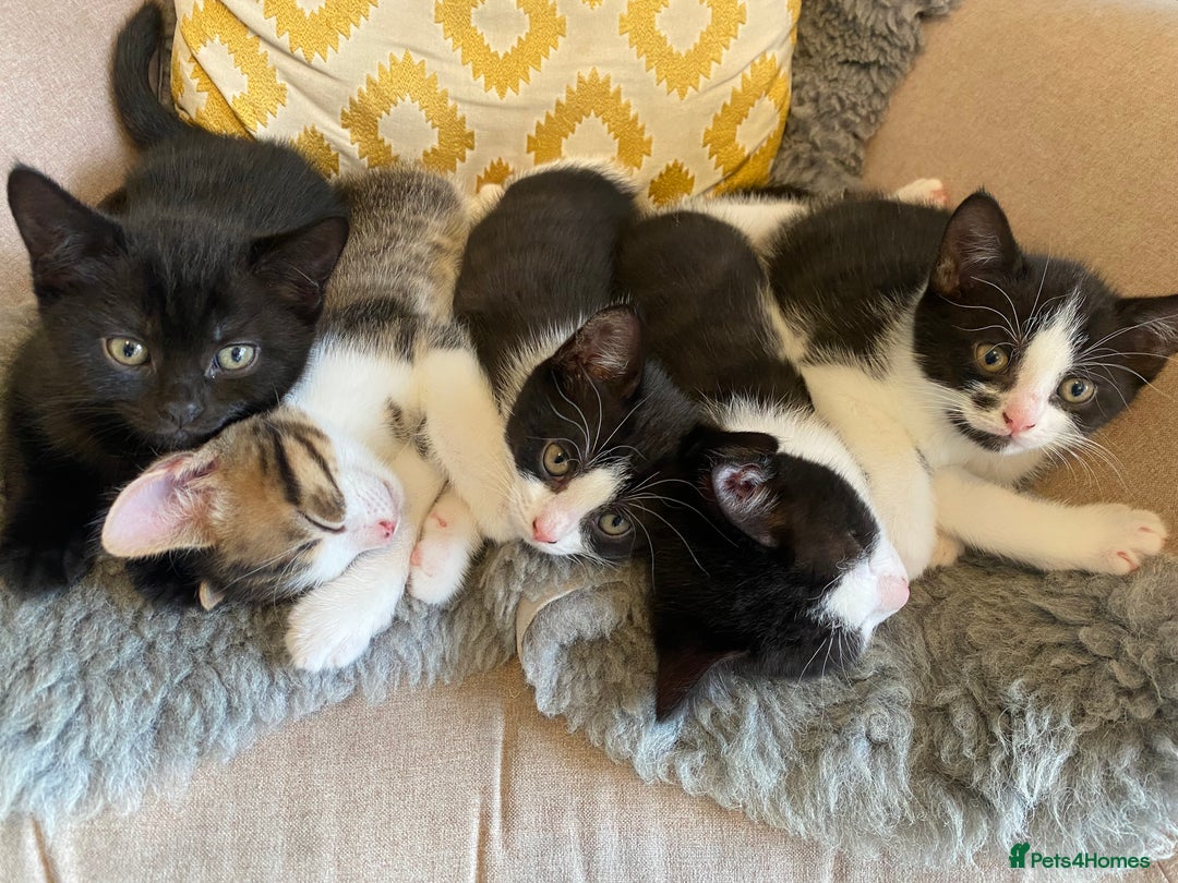 British Shorthair cats for sale: kittens ready now for new home - Image 3