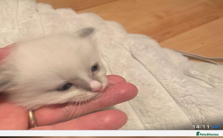 Ragdoll cats One left! Beautiful Ragdoll Kittens (blue point) - Advert 2