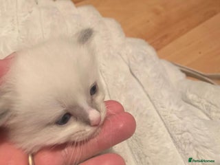 Ragdoll cats One left! Beautiful Ragdoll Kittens (blue point) - Advert 12