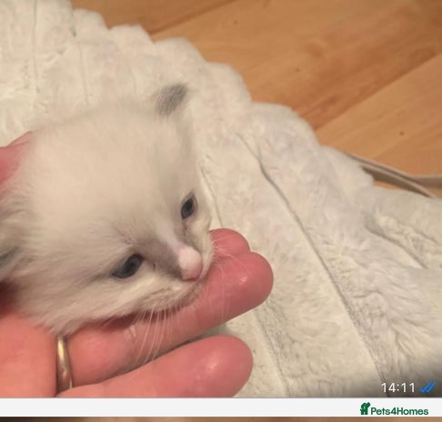 Ragdoll cats One left! Beautiful Ragdoll Kittens (blue point) - Advert 2