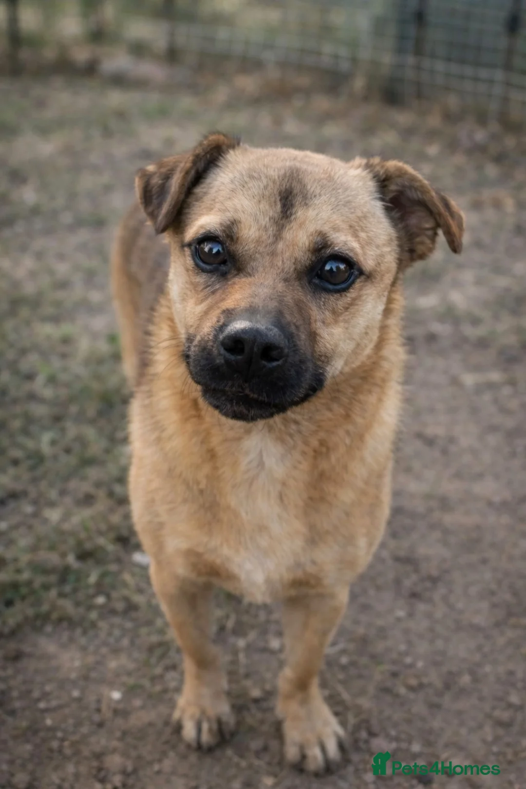 Mixed Breed dogs for adoption: 🐾 Duggie – a tiny boy with the biggest heart 💛 - Advert 1