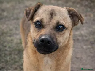 Mixed Breed dogs 🐾 Duggie – a tiny boy with the biggest heart 💛 - Advert 3