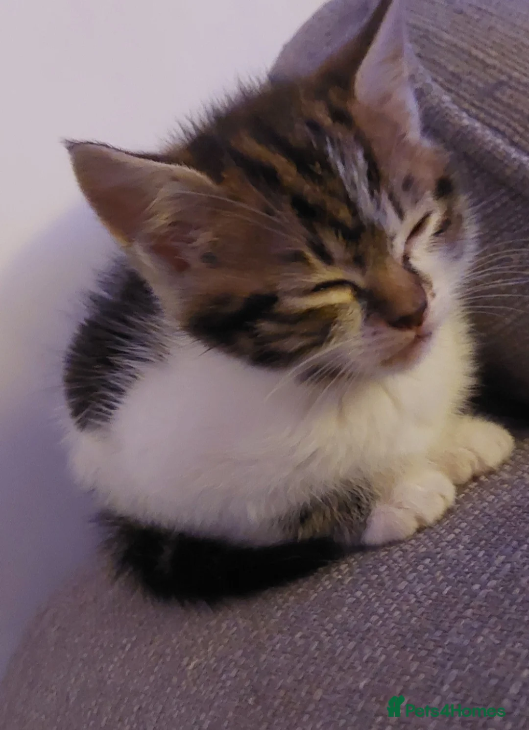 British Shorthair cats for sale: Kittens for sale - Advert 2