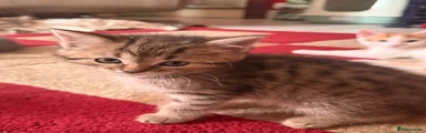  Tabby girl 
