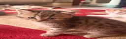 Ragdoll cats for sale: Ragdoll kittens 8 weeks old.  - Advert 7