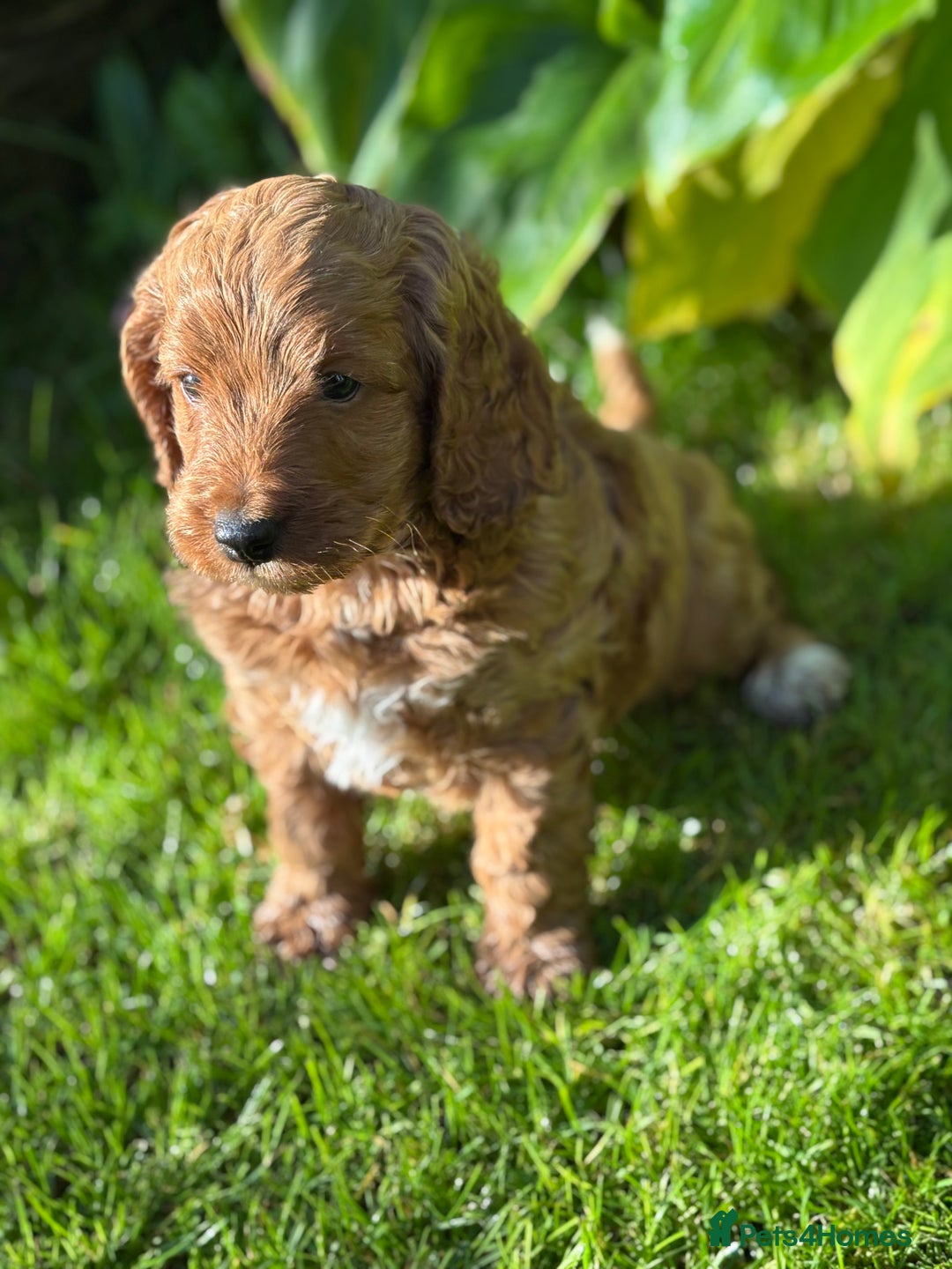 Cockapoo dogs for sale: Beautiful miniature red cockapoo girl puppy  - Image 7