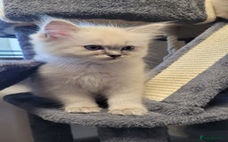 Ragdoll cats for sale: 🐾😺 3 Fluffy Ragdoll Kittens Waiting for You ♥♥♥ - Image 9