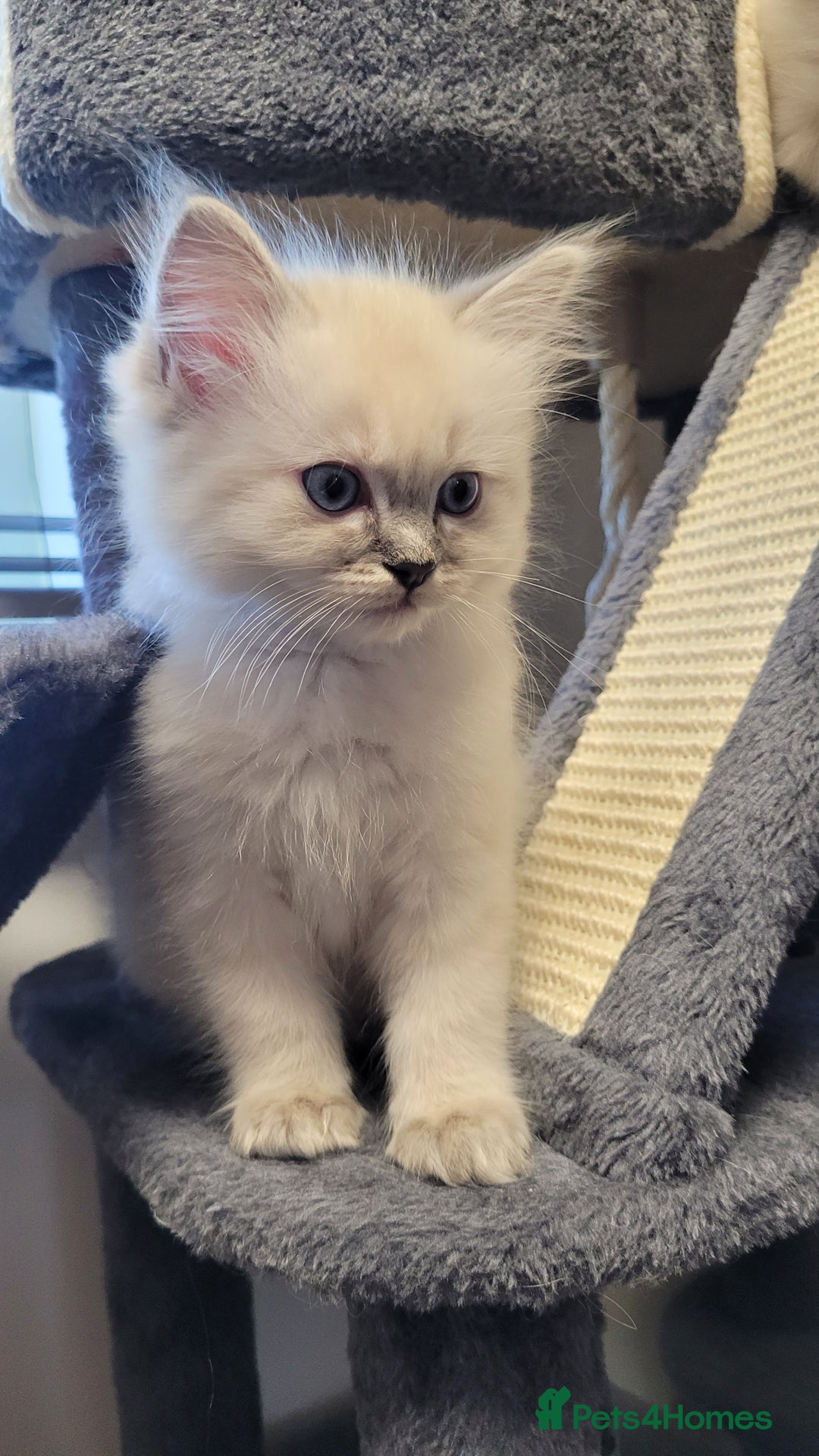 Ragdoll cats for sale: 🐾😺 3 Fluffy Ragdoll Kittens Waiting for You ♥♥♥ - Image 9