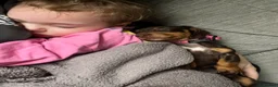 Miniature Dachshund dogs for sale: Beautiful Miniature Dachshund Girl in Swansea - Advert 5