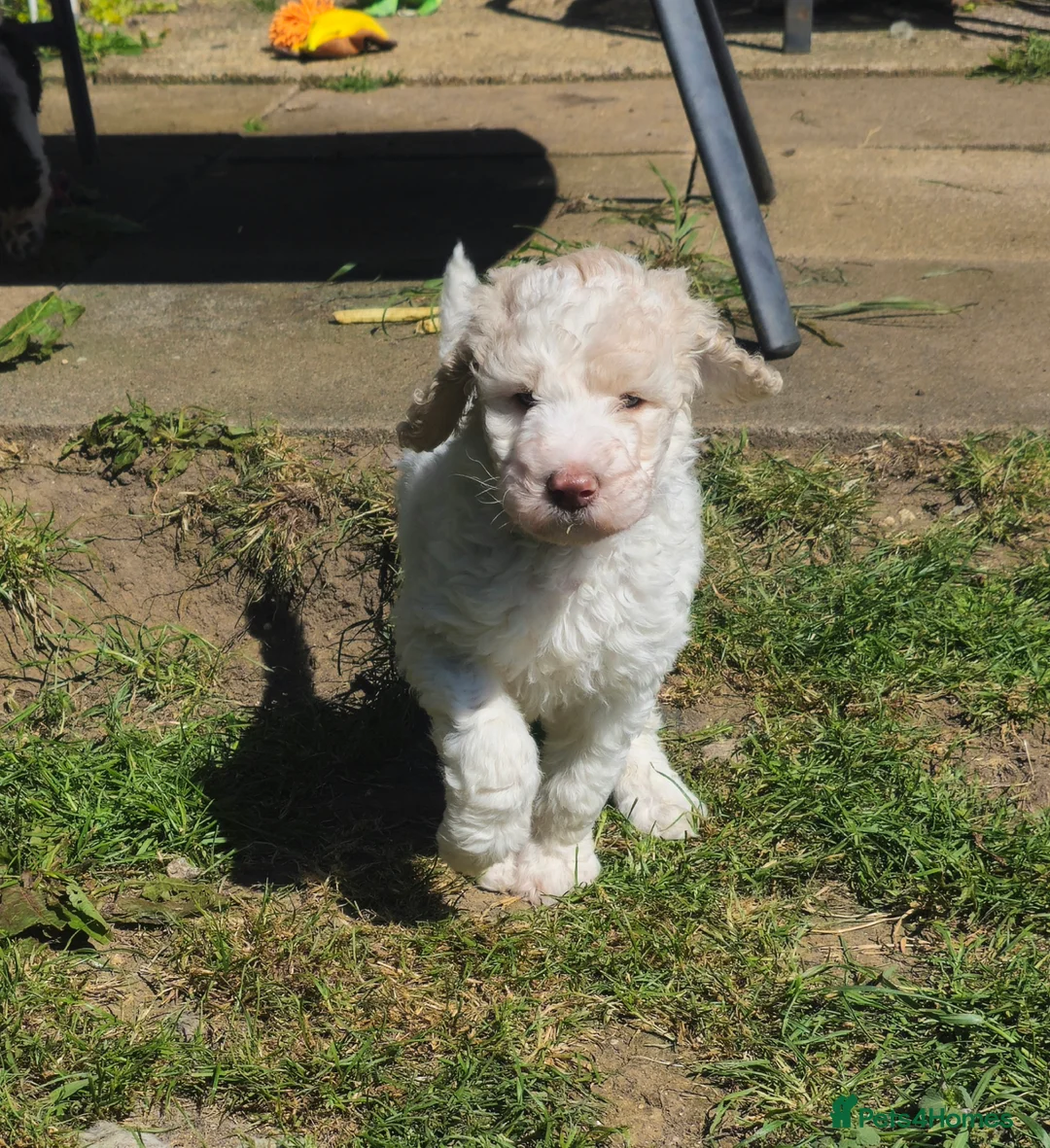 Labradoodle dogs for sale: Stunning standard multi-generational labradoodles  in Northampton - Advert 2