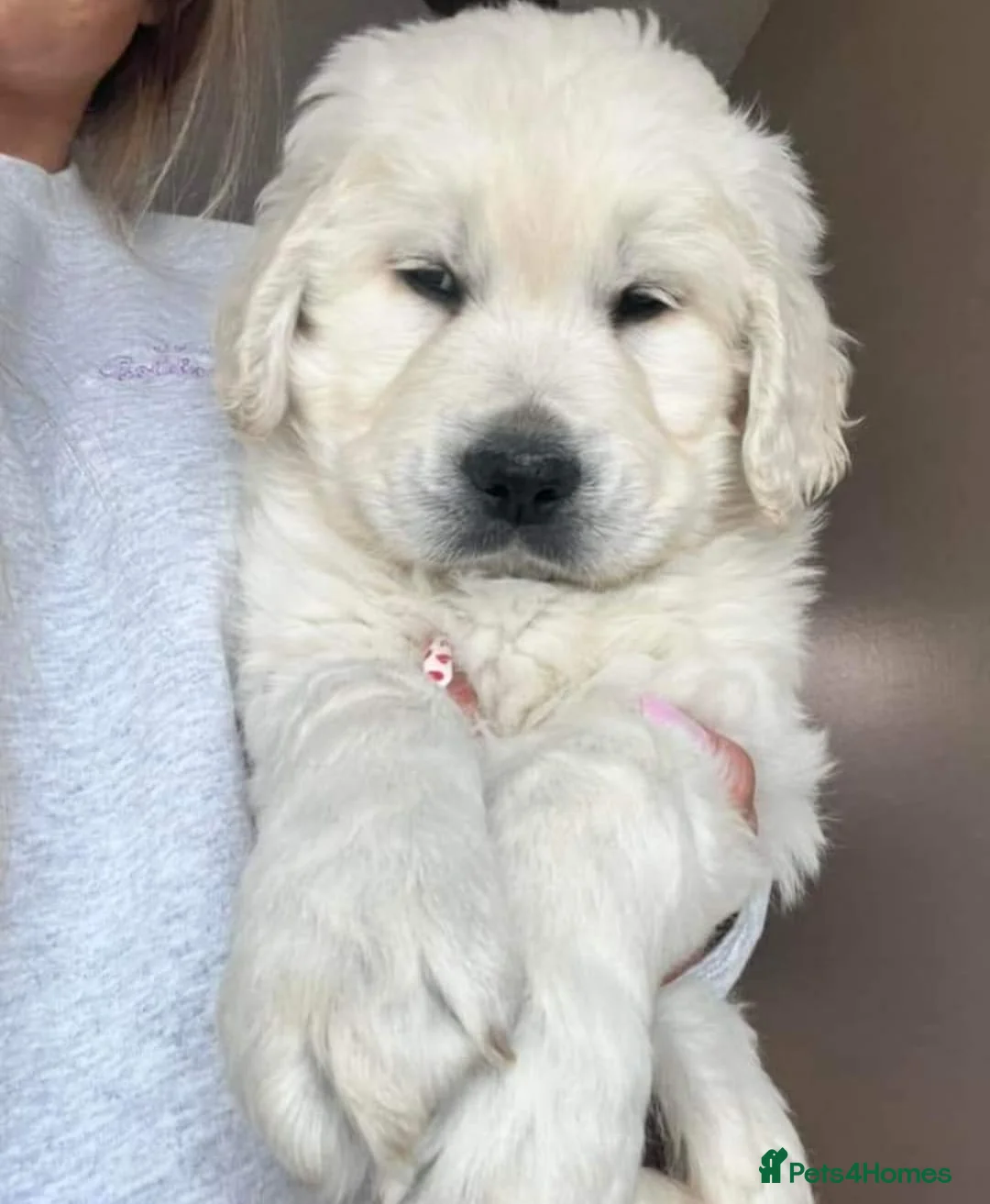 Golden Retriever dogs for sale: ENGLISH CREAM RETRIEVERS AVAILABLE  - Advert 3