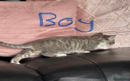 British Shorthair cats for sale: Half British shorthair for sale - Image 2