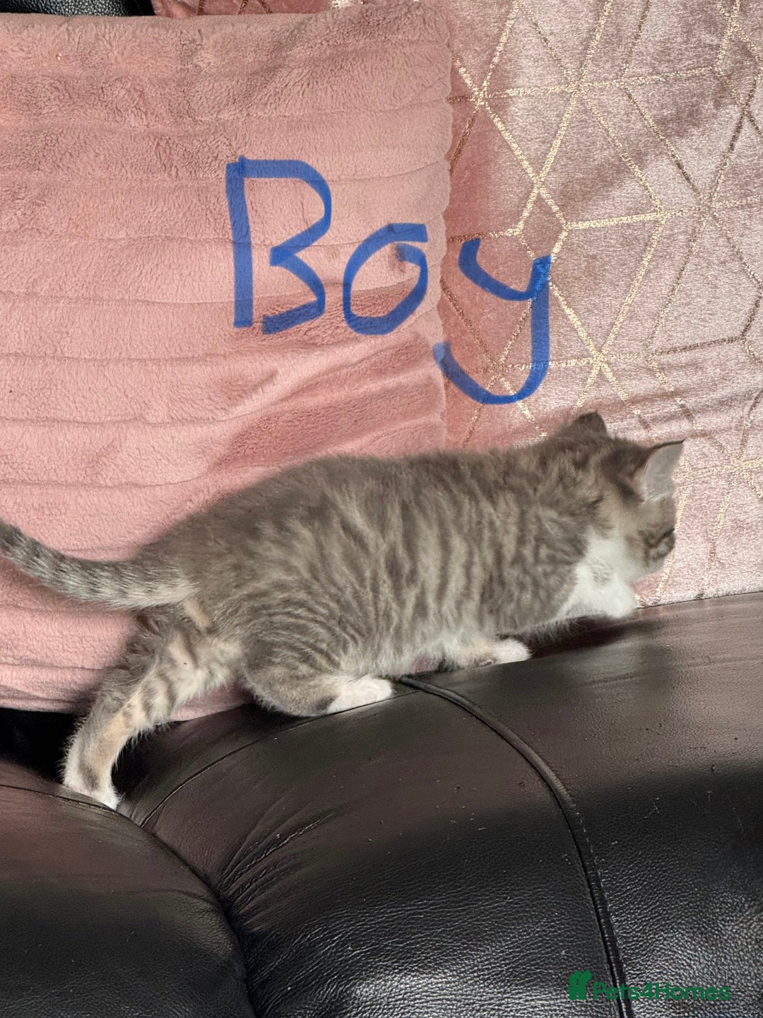 British Shorthair cats for sale: Half British shorthair for sale - Image 2