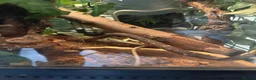 Iguana reptiles for sale: Casque headed iguanas  in Edenbridge - Advert 6