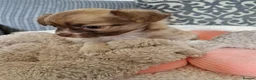 Chihuahua dogs for sale: Chihuahua puppy's  - Advert 27