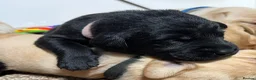 Labrador Retriever dogs for sale: Puppy Culture Raised 🐶 Health Tested - Advert 9