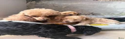 Toy Poodle dogs for sale: Toy poodles puppies  - Advert 4
