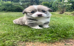 Welsh Corgi Pembroke dogs for sale: KC Registered Cuties! Pembrokeshire Corgi Puppies - Image 8