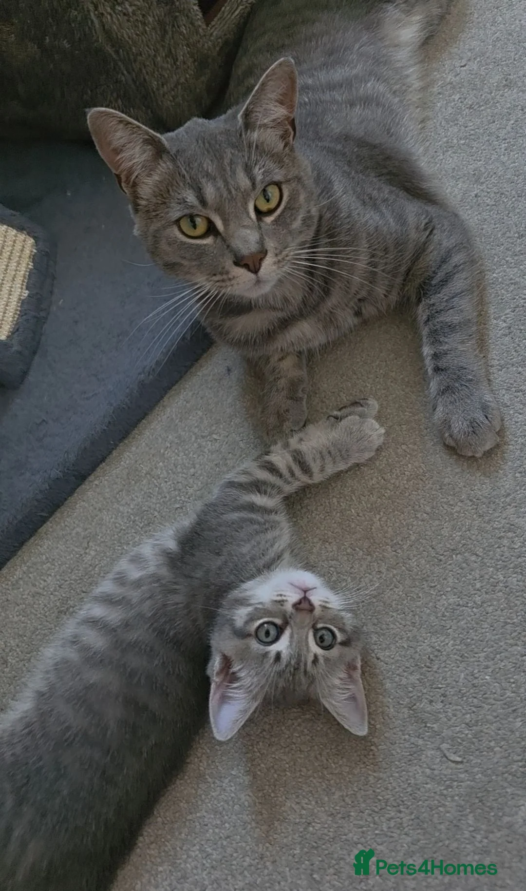 Scottish Fold cats for sale: *READY SOON* Beautiful Grey Scottish Fold Kittens - Advert 2