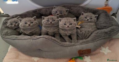 British Shorthair cats - Advert 11
