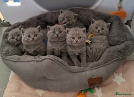 British Shorthair cats - Advert 11