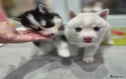 Siberian Husky dogs for sale: Perfect Mini Husky puppies - Image 10