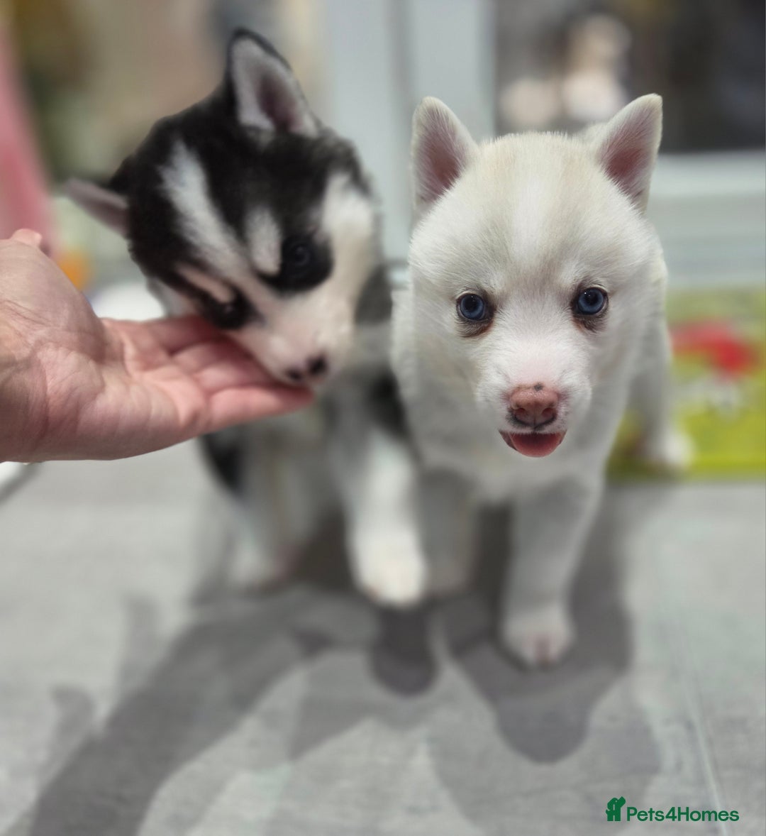 Siberian Husky dogs for sale: Perfect Mini Husky puppies - Image 10