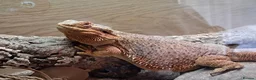 Bearded Dragon reptiles for sale: Female bearded dragon for sale  in Peterborough - Advert 2