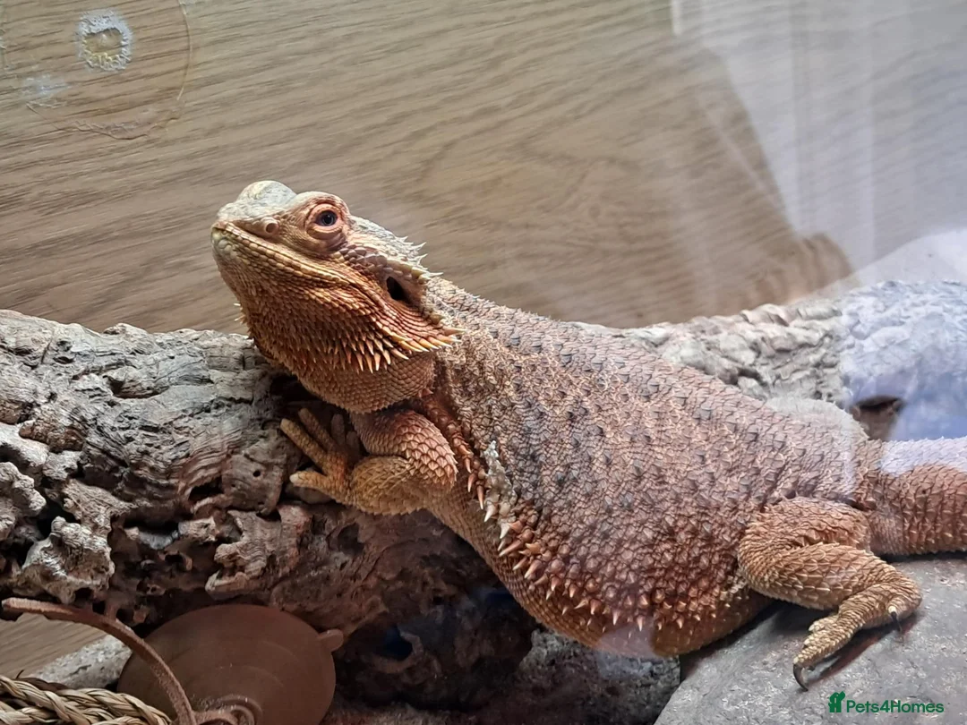 Bearded Dragon reptiles for sale: Female bearded dragon for sale  in Peterborough - Advert 2