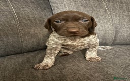 German Shorthaired Pointer dogs for sale: German shorthaired pointer puppies - Image 5
