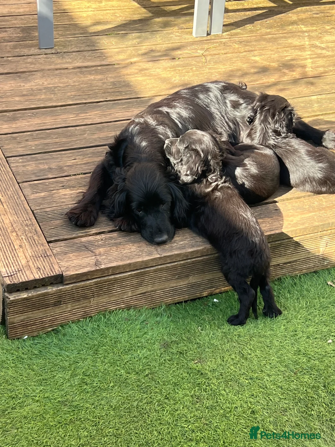 Cocker Spaniel dogs for sale: Lovely Cocker Spaniel Girls! Ready today - Advert 2