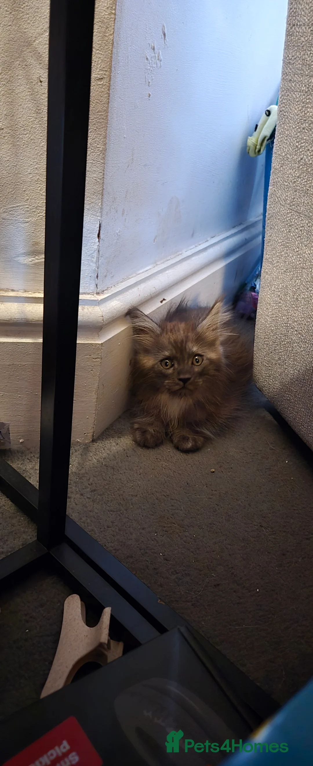 Maine Coon cats for sale: Lovely silver smoke Maine coon - Advert 5