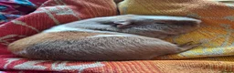 Guinea Pig rodents for sale: Gorgeous Girls looking for shared home in Stroud - Advert 1
