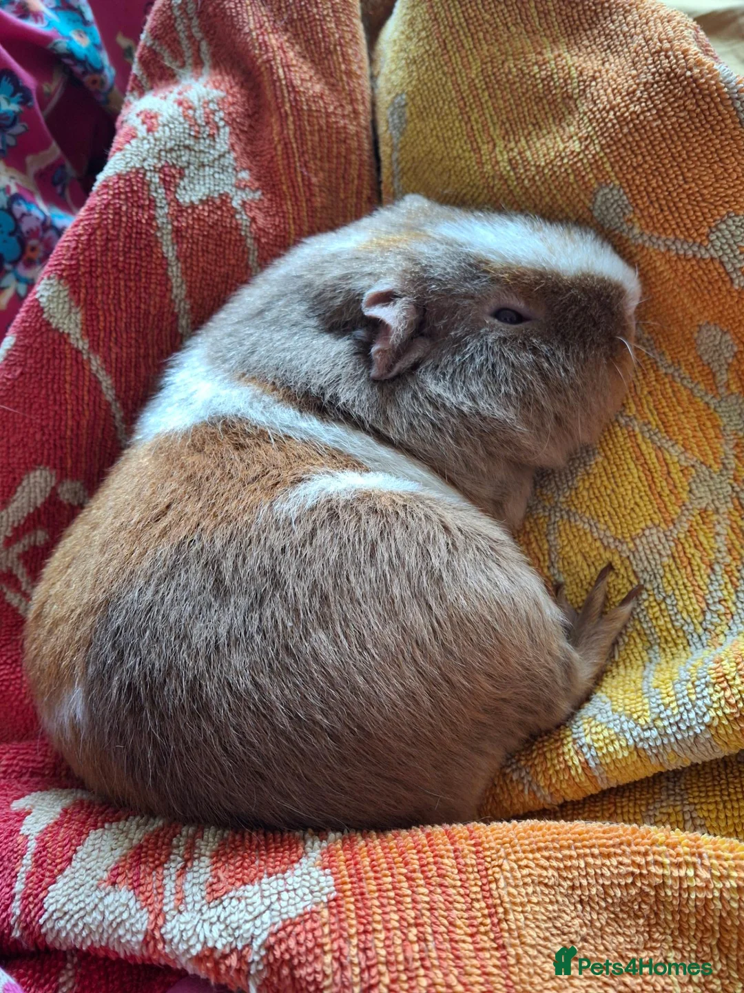 Guinea Pig rodents for sale: Gorgeous Girls looking for shared home in Stroud - Advert 1