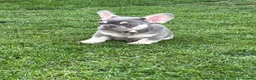 French Bulldog dogs for sale: 🩷READY NOW.. Gorgeous litter of Frenchies🩷  - Advert 6