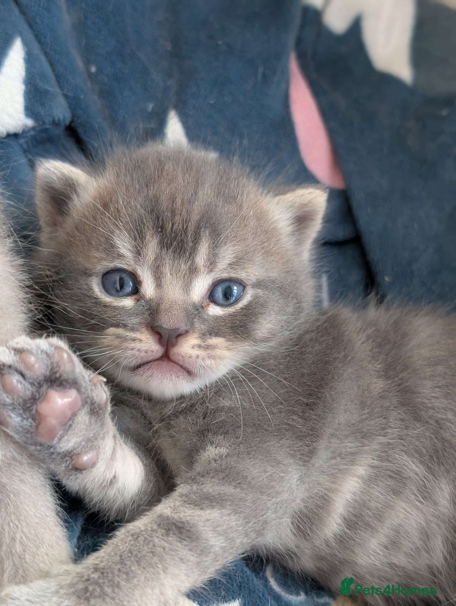 British Shorthair cats Top Quality British Shorthair Kittens - Advert 3