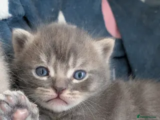 British Shorthair cats Top Quality British Shorthair Kittens - Advert 6